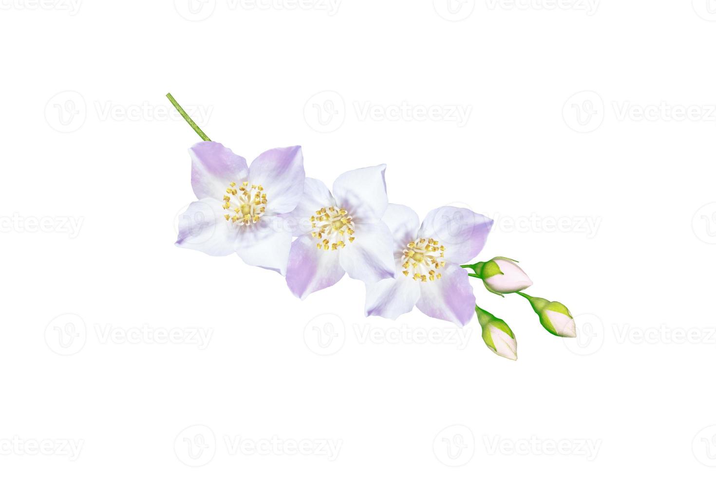 branche de fleurs de jasmin isolé sur fond blanc. photo