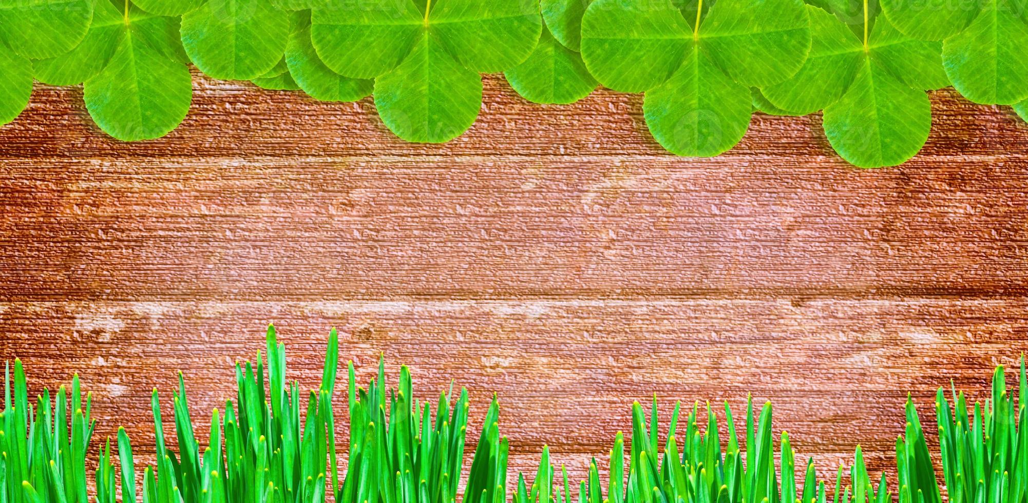 feuilles de trèfle vert sur fond de paysage d'été photo