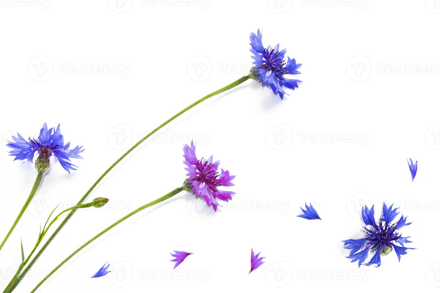 bleuet fleur sauvage photo