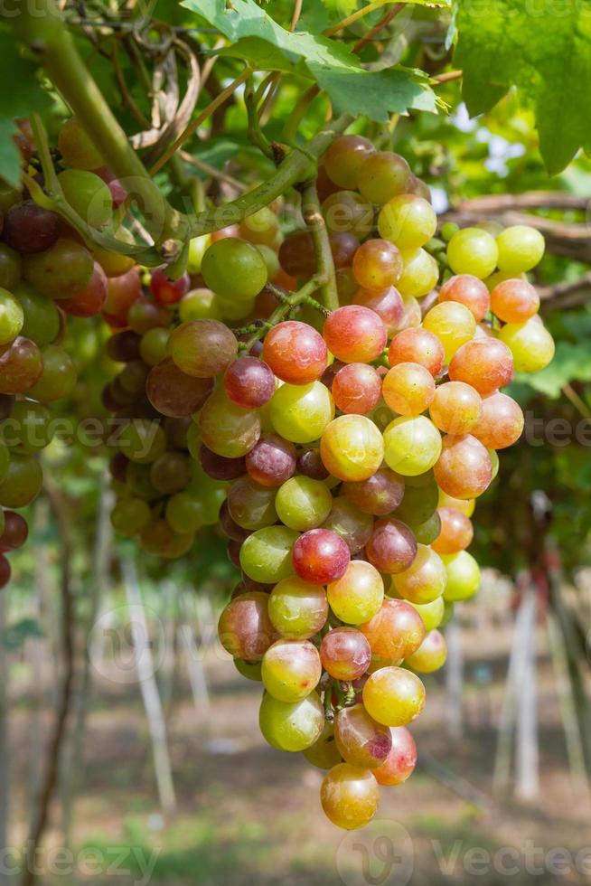 raisin biologique frais sur une branche de vigne photo