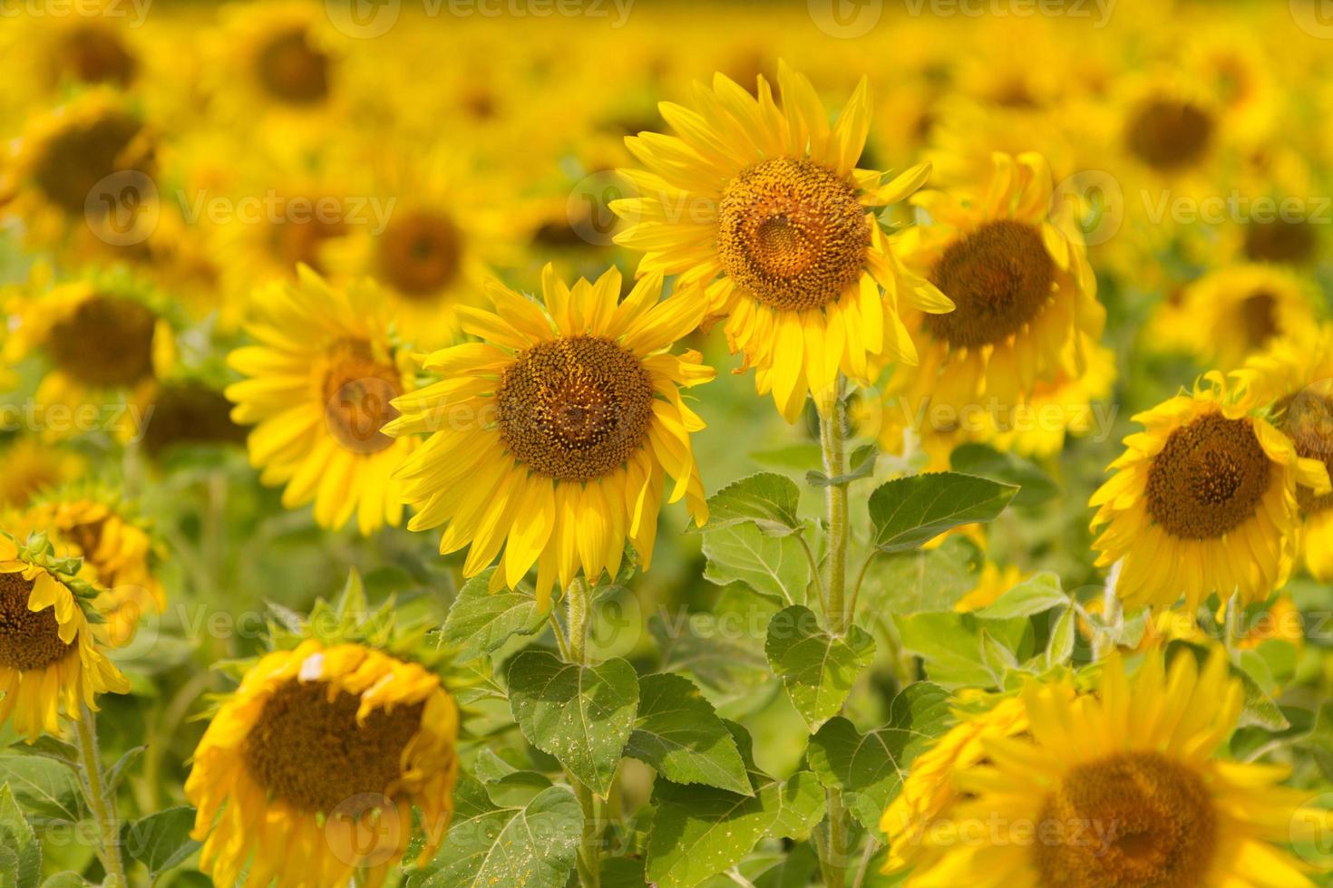 beau paysage naturel avec des champs de tournesols. photo