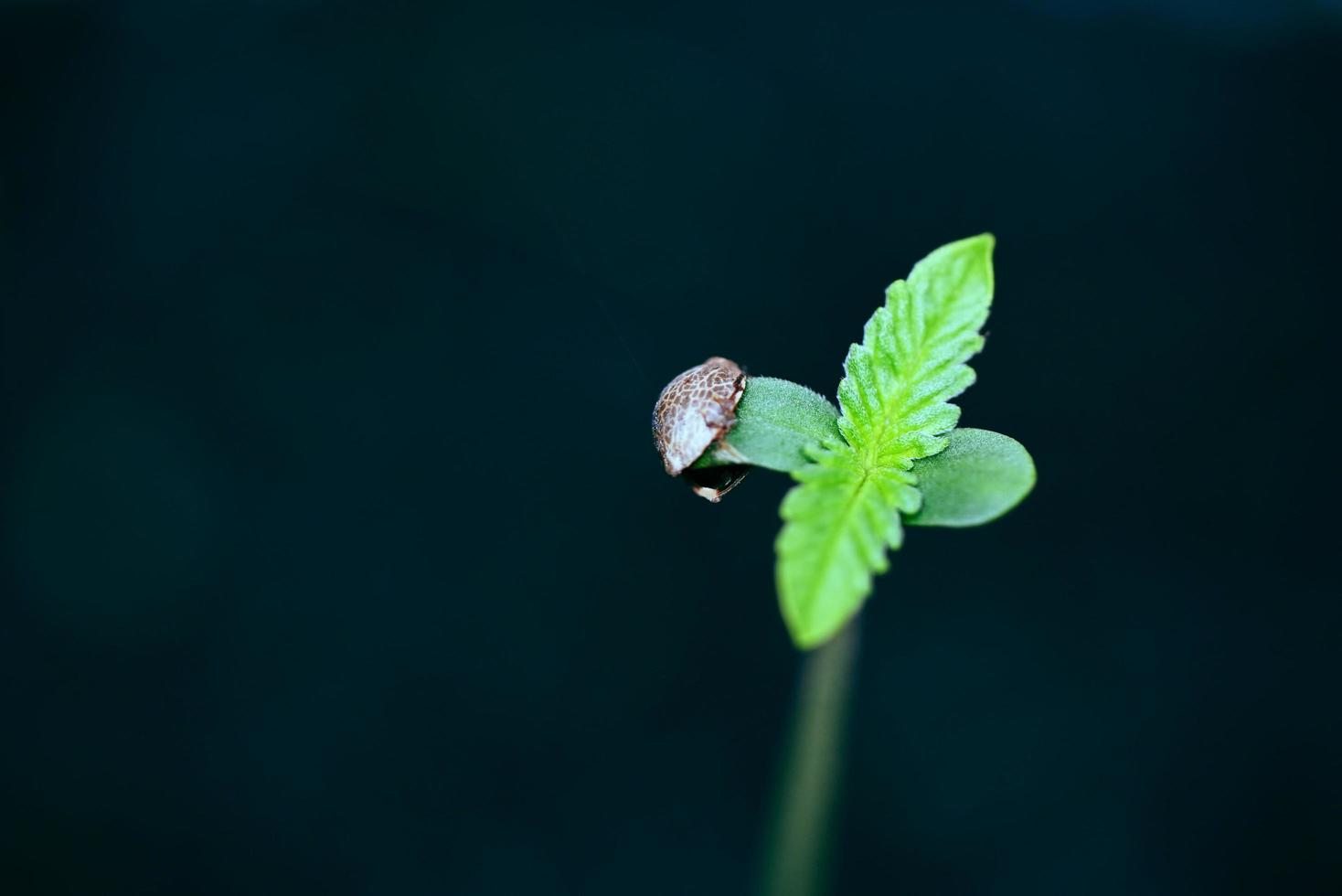 semis de cannabis sur pot noir pour la plantation , gros plan graines de cannabis germées , petit chanvre , plante de graines de marijuana arbre petit thc cbd photo