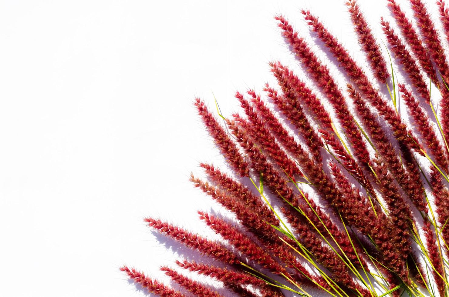 fleurs roses de pennisetum de plumes ou d'herbe de mission avec l'ombre de la lumière du soleil sur fond de papier blanc. photo