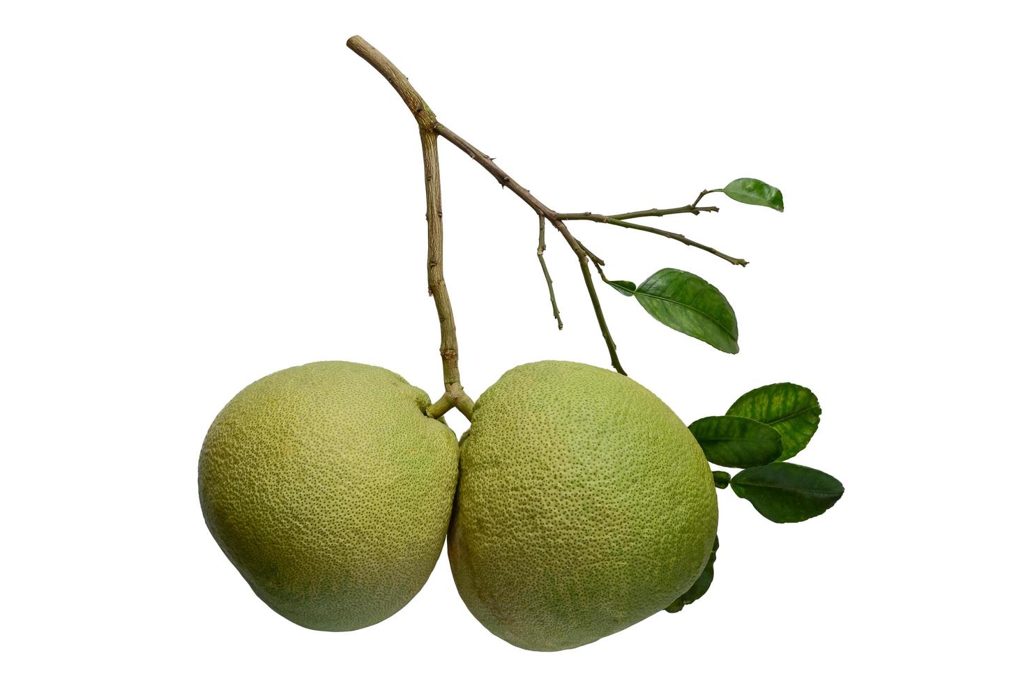 fruits de pomelo avec sa branche et ses feuilles isolées sur fond blanc. photo