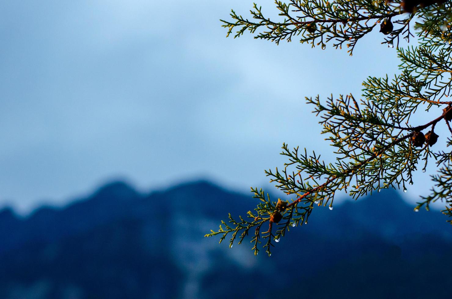 pin qui a une goutte d'eau sur les graines et les feuilles avec un fond de montagne. photo
