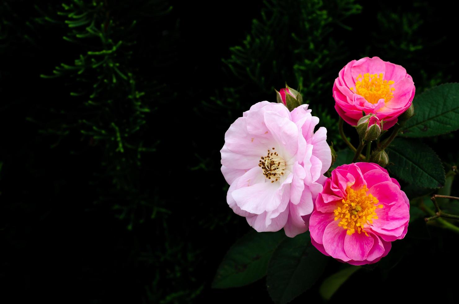 roses roses fleurissant sur son arbre isolé sur fond de pin foncé. photo