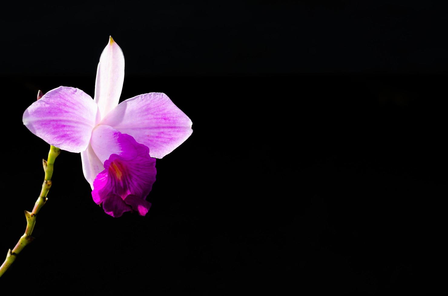 l'orchidée en bambou de couleur rose est une orchidée avec des tiges de roseaux isolées sur fond sombre avec un espace pour le texte. photo