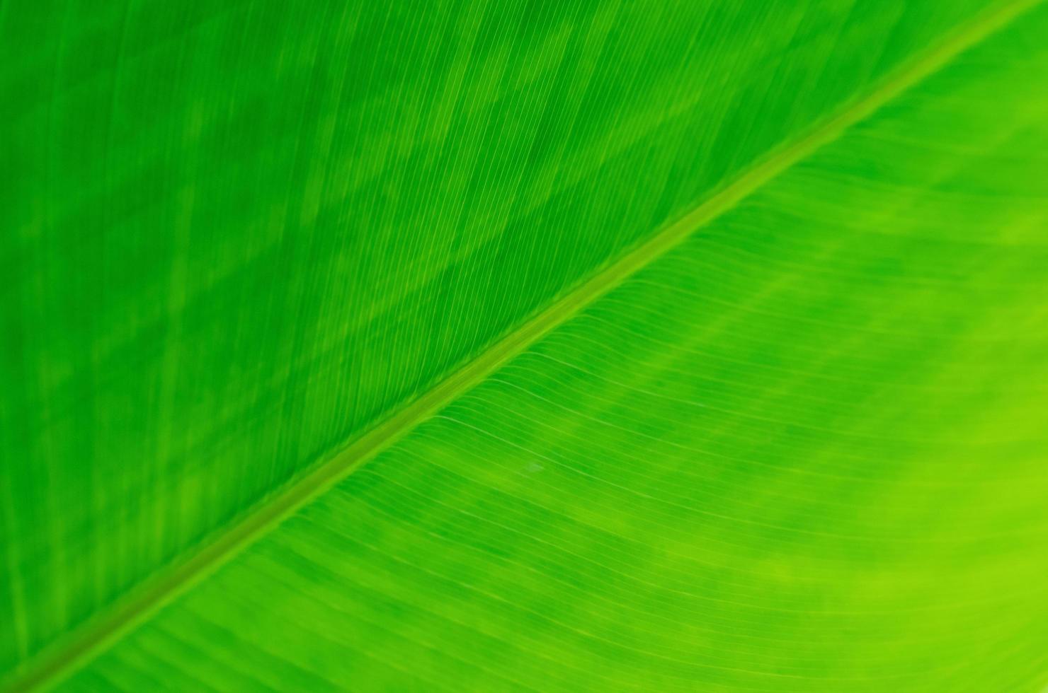 mise au point sélective du congé vert avec ses veines pour le fond et la texture. photo