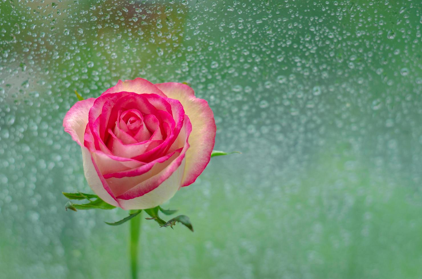 rose rose en fleurs à la fenêtre avec pluie photo