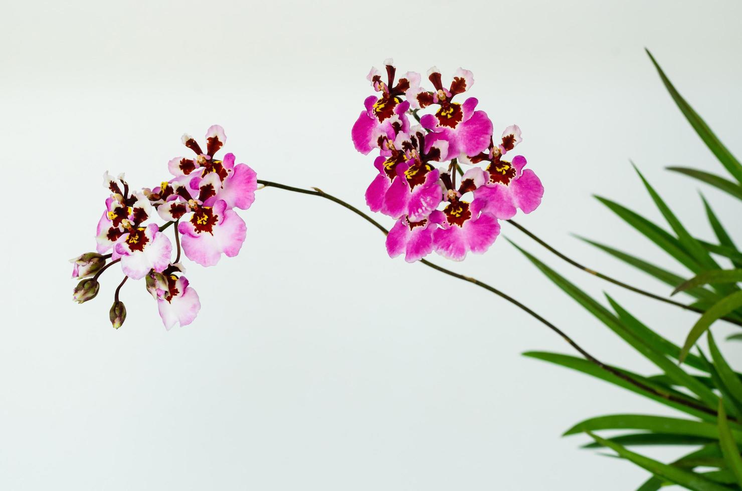 deux branches d'orchidée dansante en fleurs roses photo