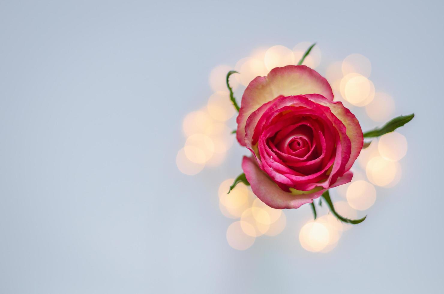 rose rose en fleurs avec des lumières bokeh colorées. photo