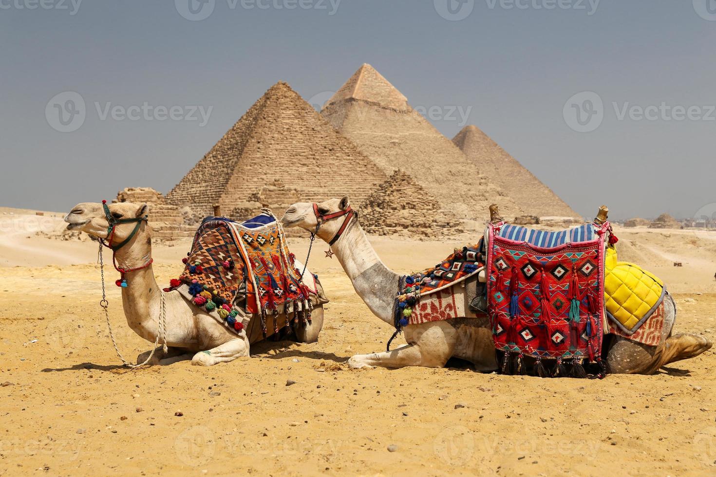 chameaux dans le complexe pyramidal de gizeh, le caire, egypte photo