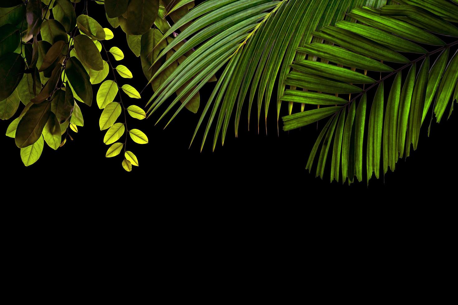 motif de feuilles vertes pour le concept de la nature, fond texturé de feuilles tropicales avec espace de copie photo