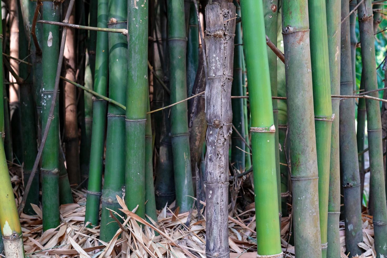 tronc de bambou vert dans le jardin photo