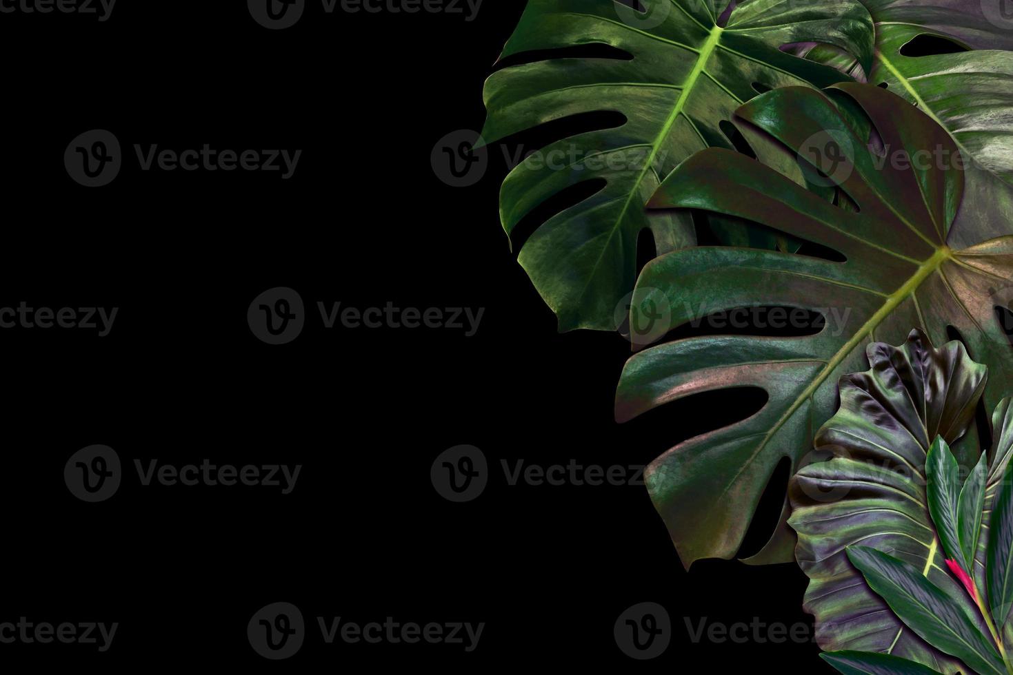 motif de feuilles vertes pour le concept de la nature, fond texturé de feuilles tropicales avec espace de copie photo