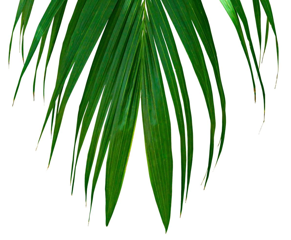 motif de feuilles vertes, feuille de palmier tropical isolé sur fond blanc photo