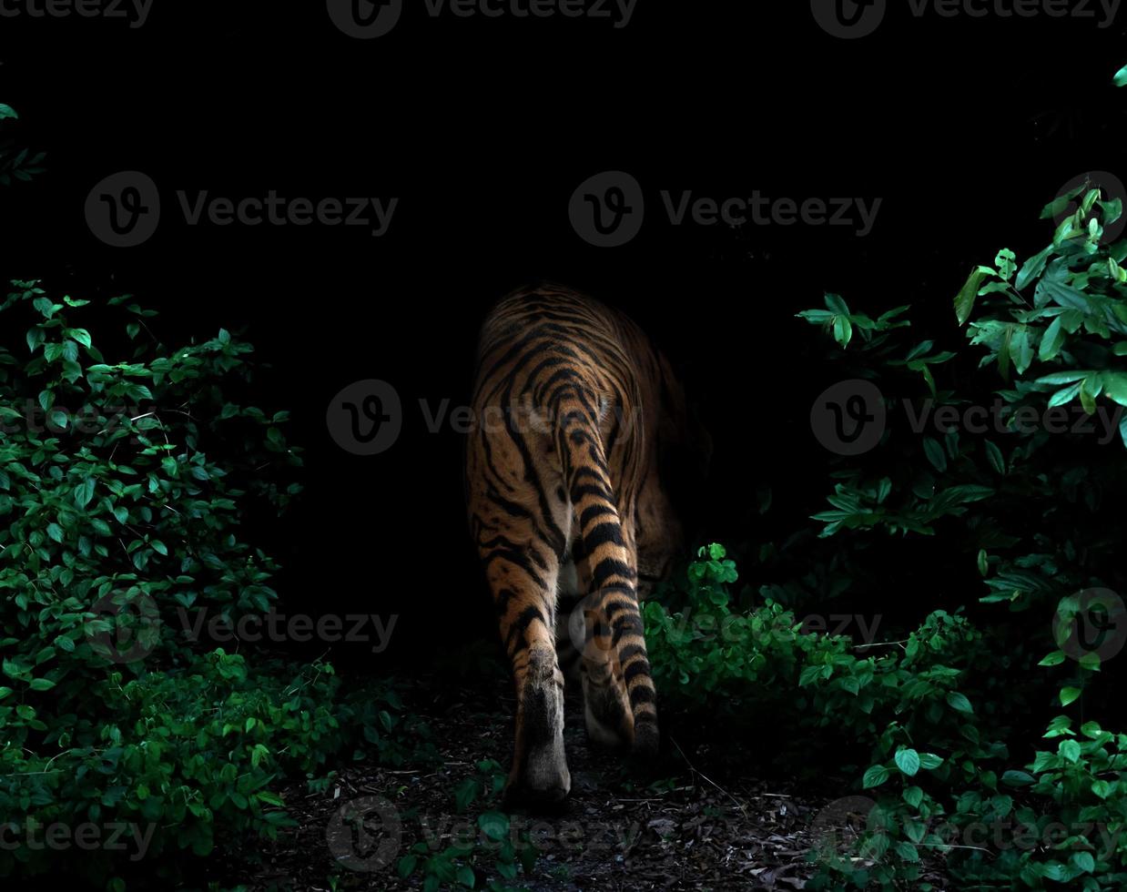 tigre dans la forêt tropicale la nuit photo