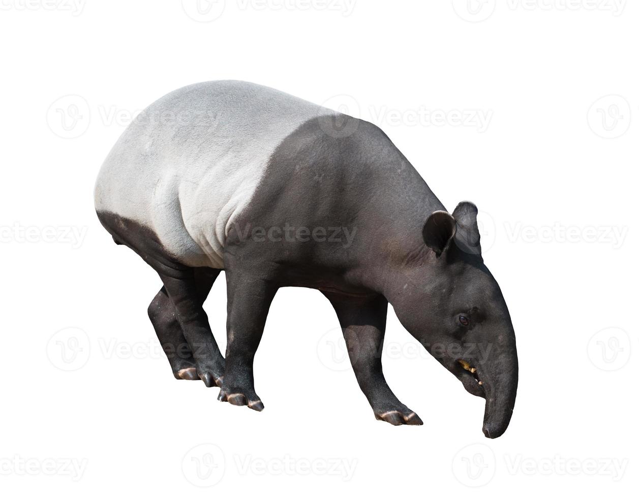 tapir malais ou tapir asiatique isolé photo