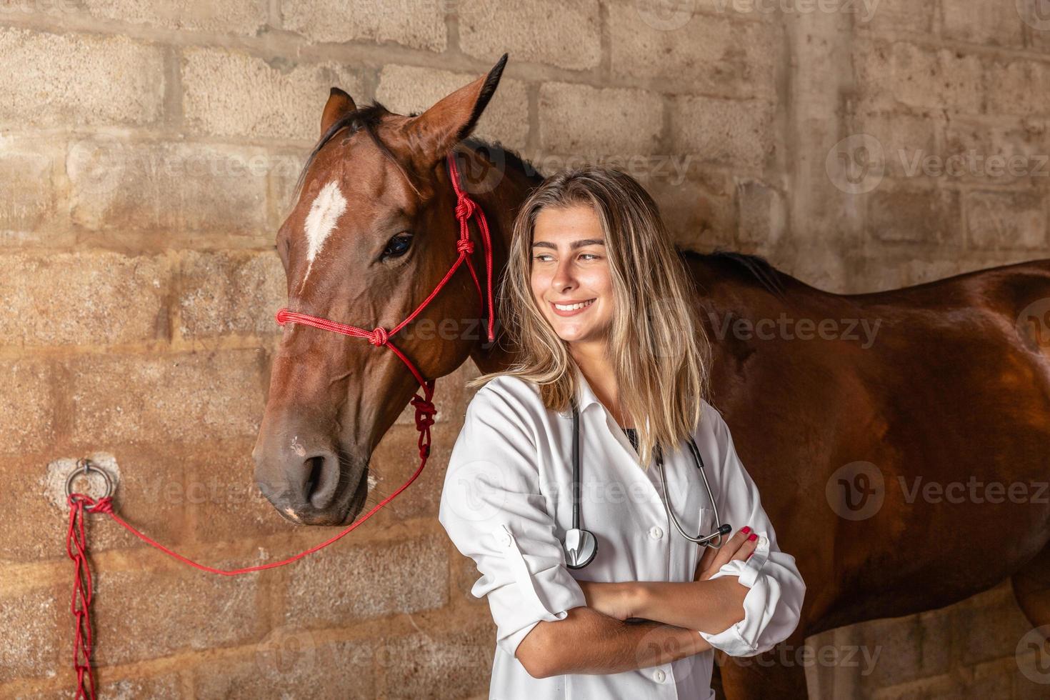 vétérinaire examinant le cheval. photo