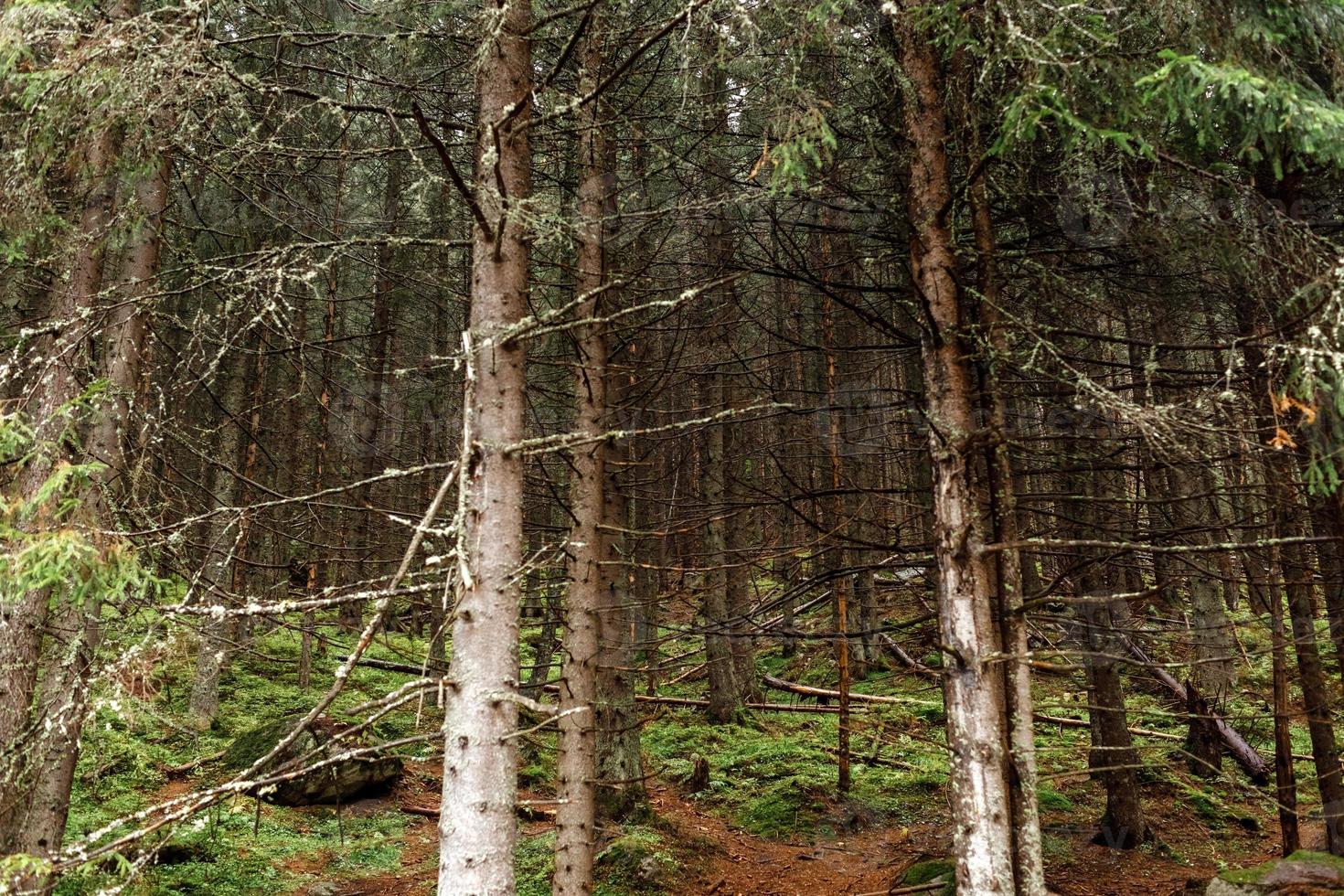 forêt de conifères d'automne. vue au milieu de la forêt. morske oko, pologne, europe photo