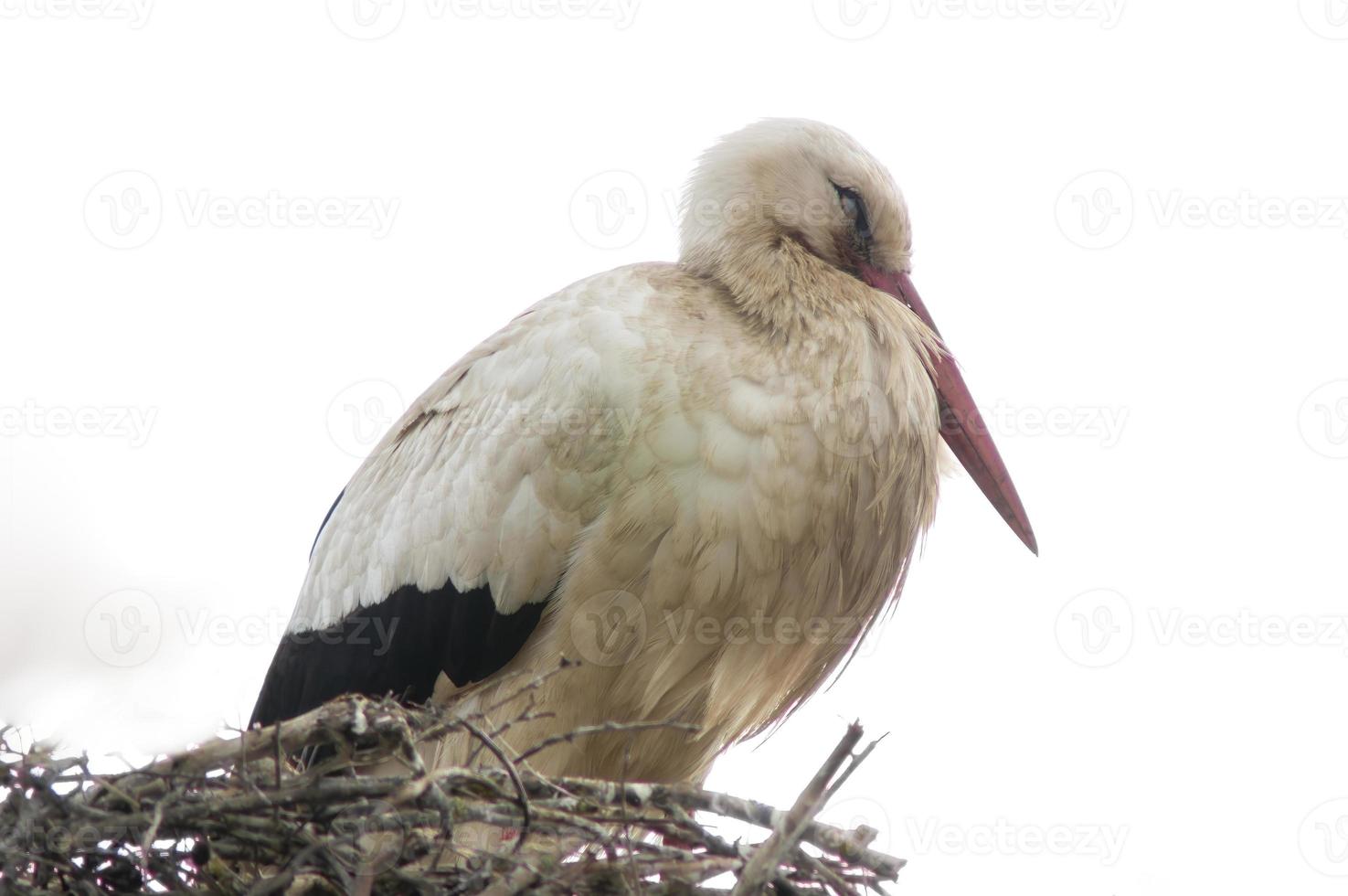 une cigogne blanche dans son nid photo