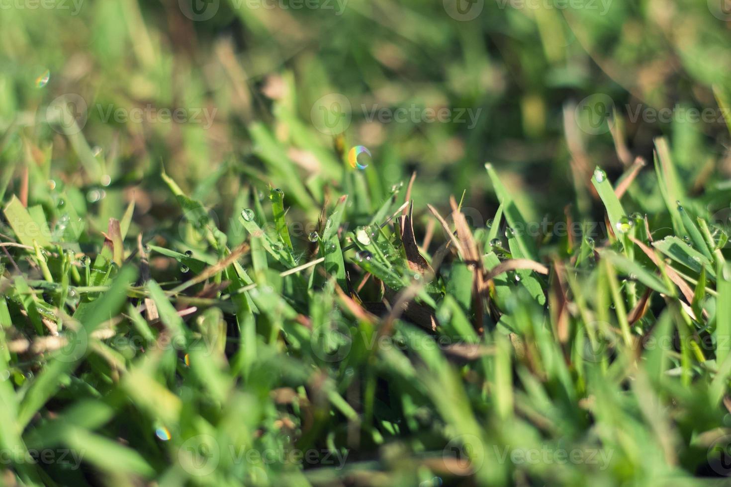 gros plan d'herbe fraîche avec des gouttes d'eau le matin. photo