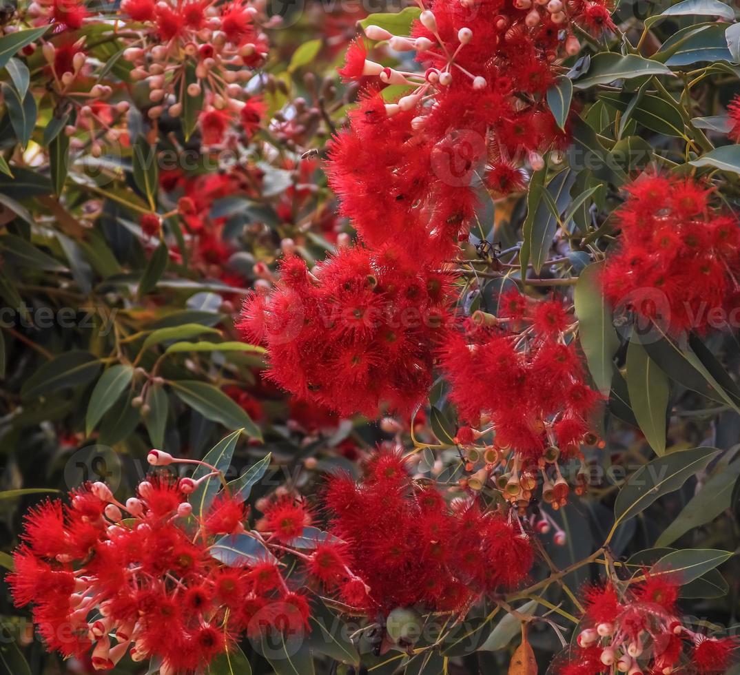 un arbre pohutukawa photo