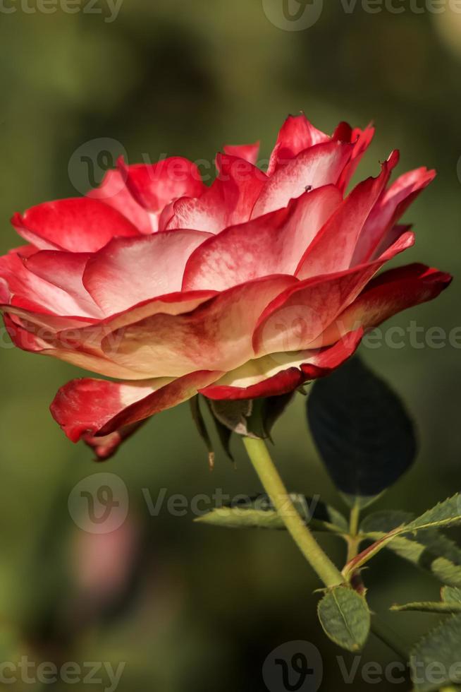 une rose thé rouge et blanche photo