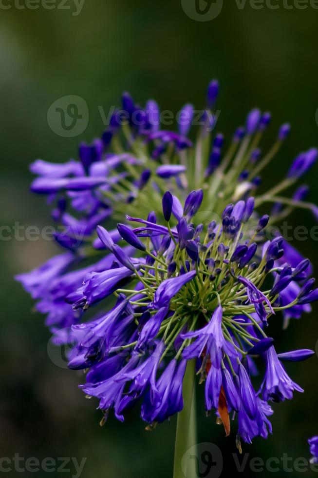 lys africain. bleu profond . image double photo