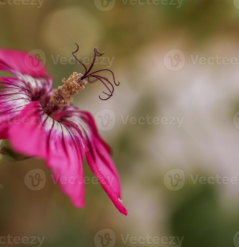 une fleur de mauve insulaire photo