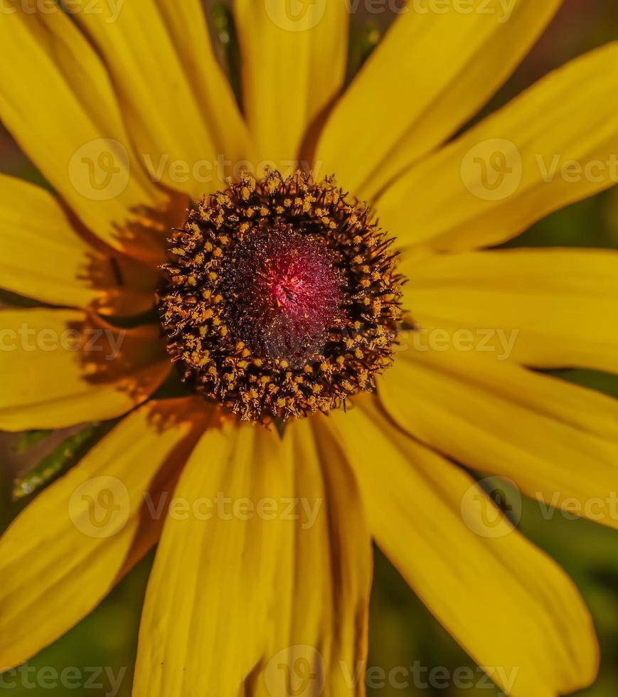 une grande marguerite gloriosa photo