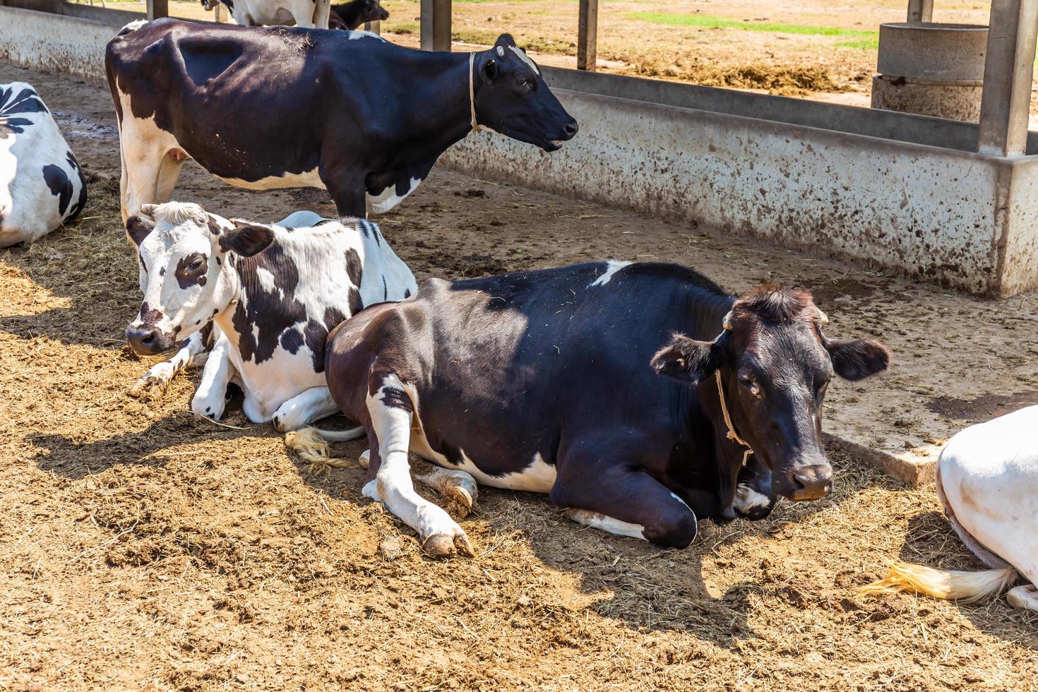 vaches dormant dans une ferme. les vaches laitières sont des animaux économiques. photo