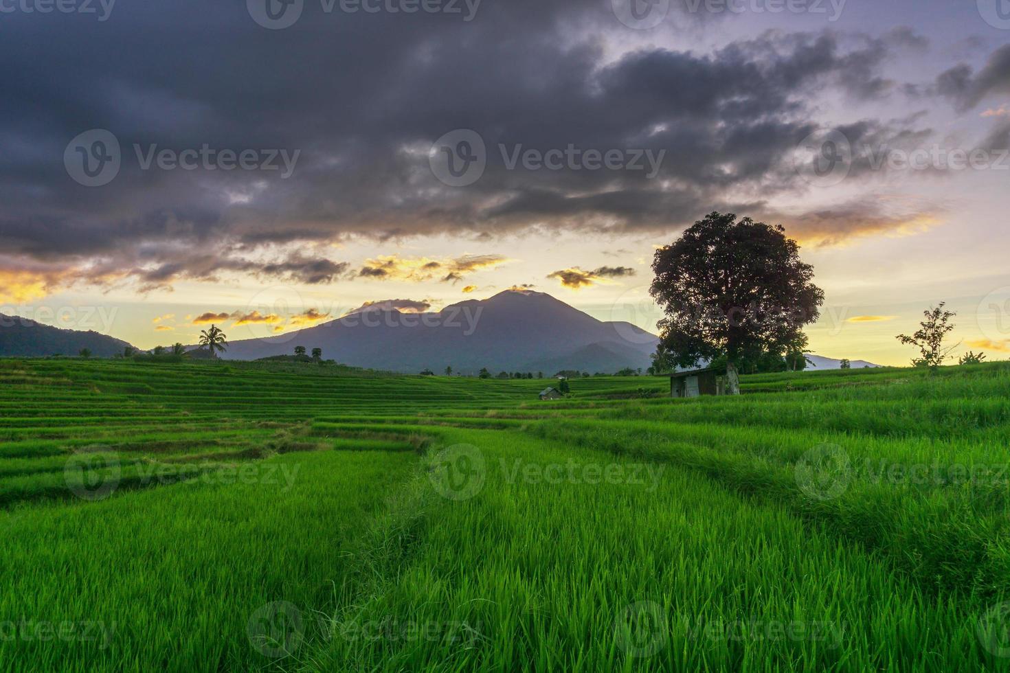 panorama naturel de l'indonésie avec des rizières verdoyantes. matinée ensoleillée à la ferme du village photo