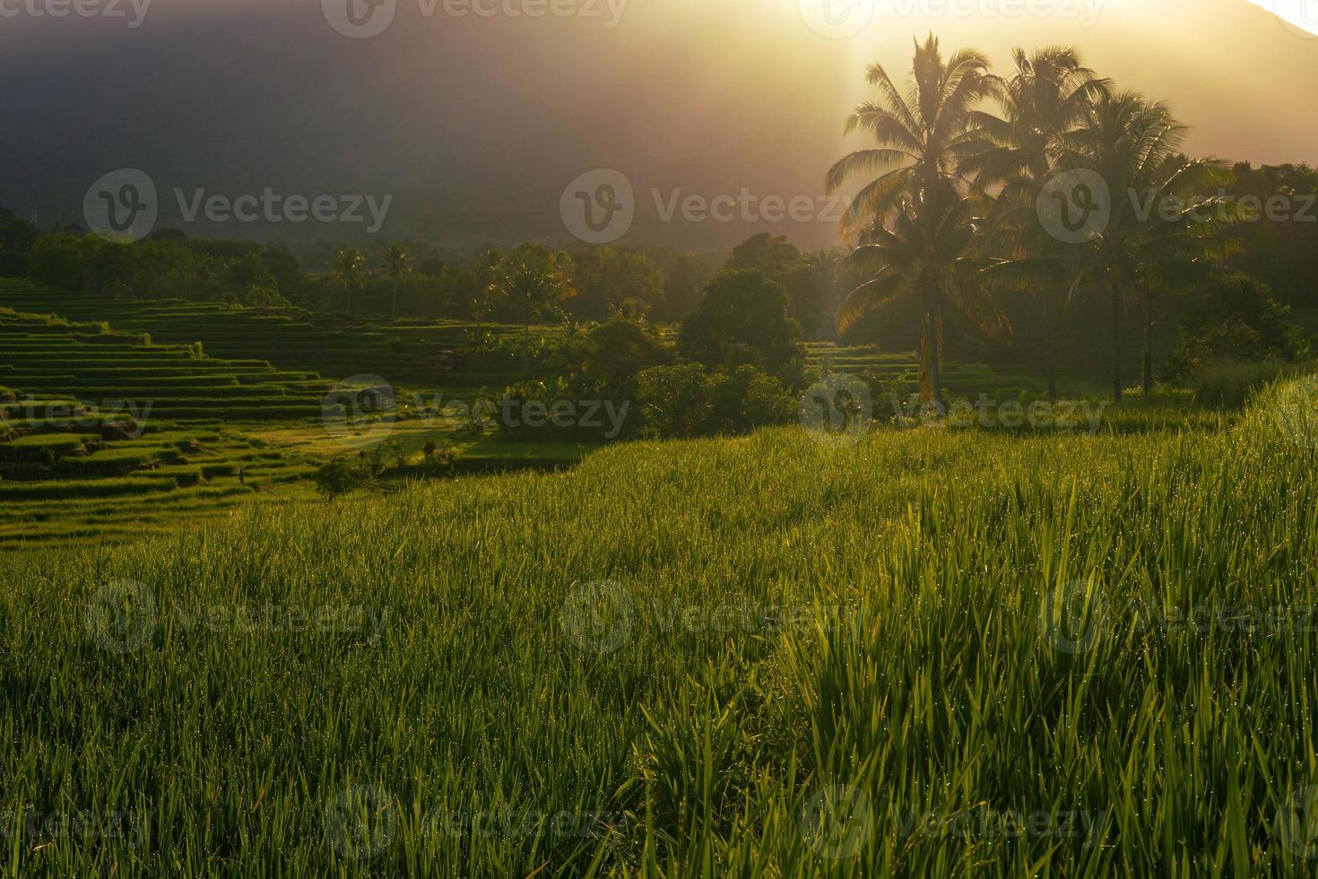 panorama de la beauté naturelle de l'asie. la vue sur les rizières au lever du soleil photo