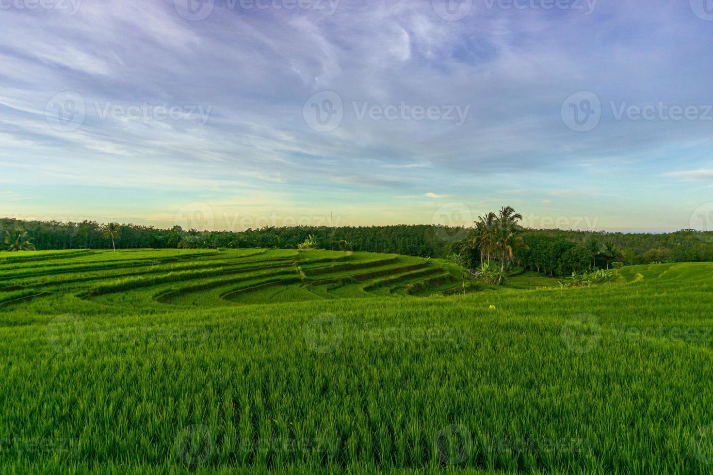 panorama de la beauté naturelle de l'asie. vue sur les rizières vertes et ciel clair du matin photo