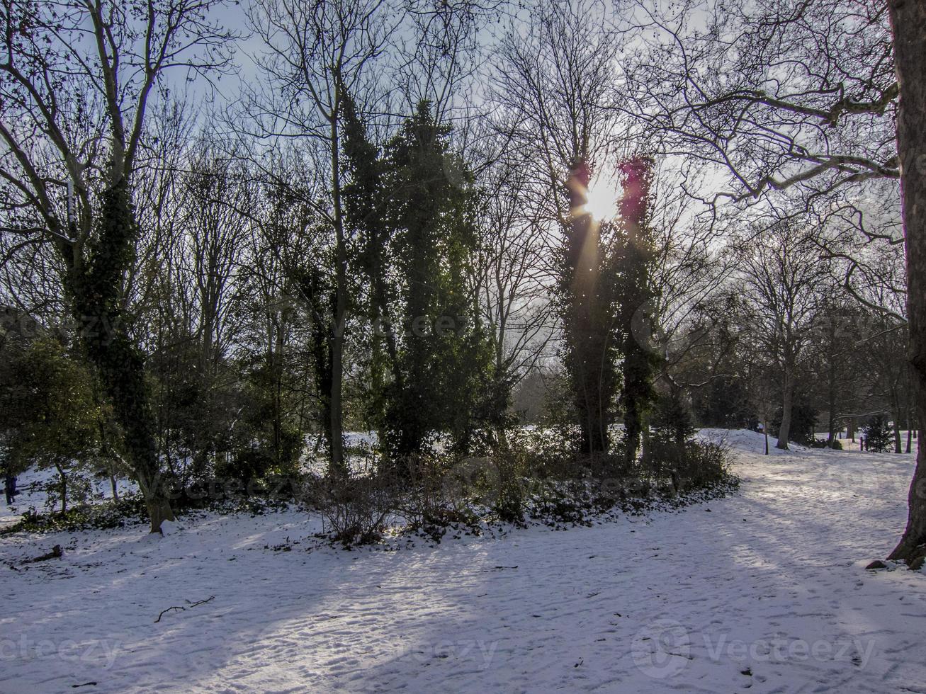 arbres et végétation en hiver sur la neige dans un parc photo