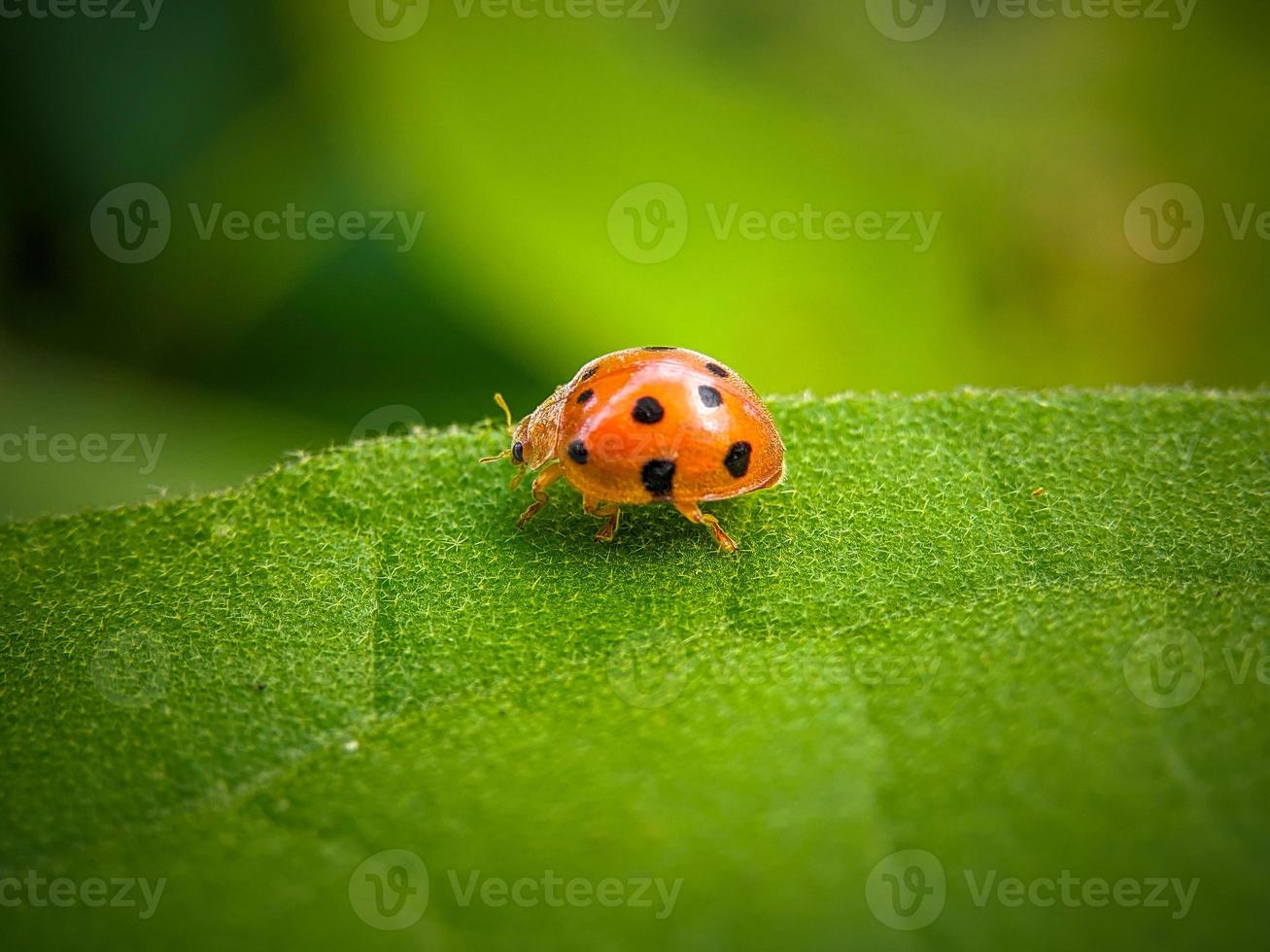 coccinelle sur la feuille verte photo