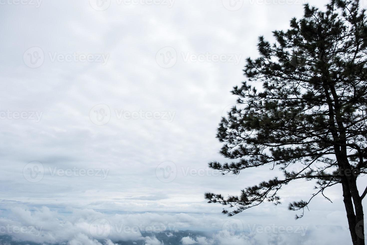 silhouette du pin au sommet de la haute montagne. photo