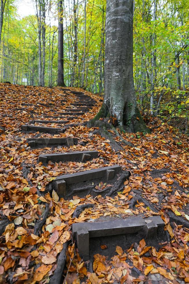 Chemin dans le parc national de Yedigoller, Bolu, Turquie photo