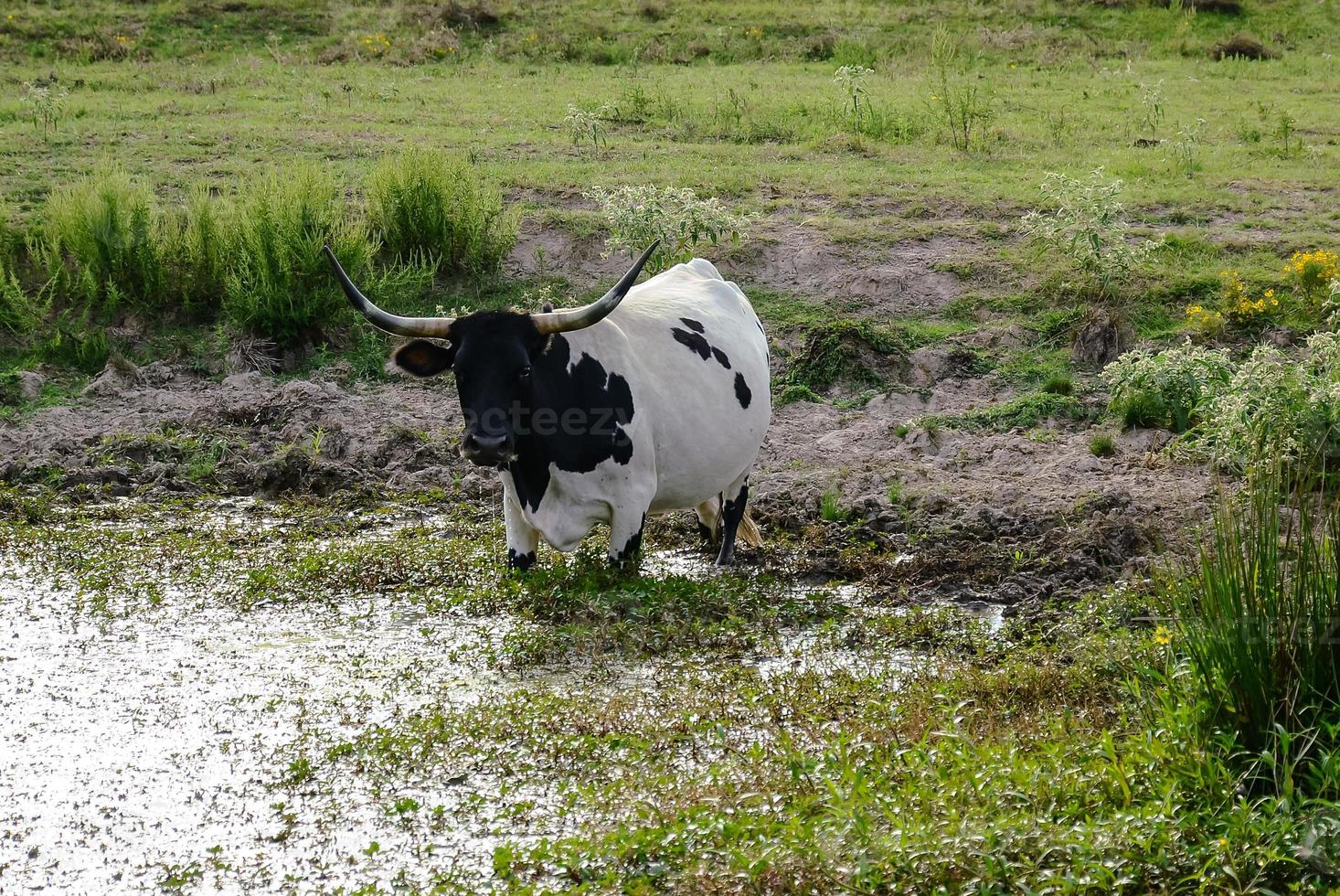 eau potable vache longhorn photo
