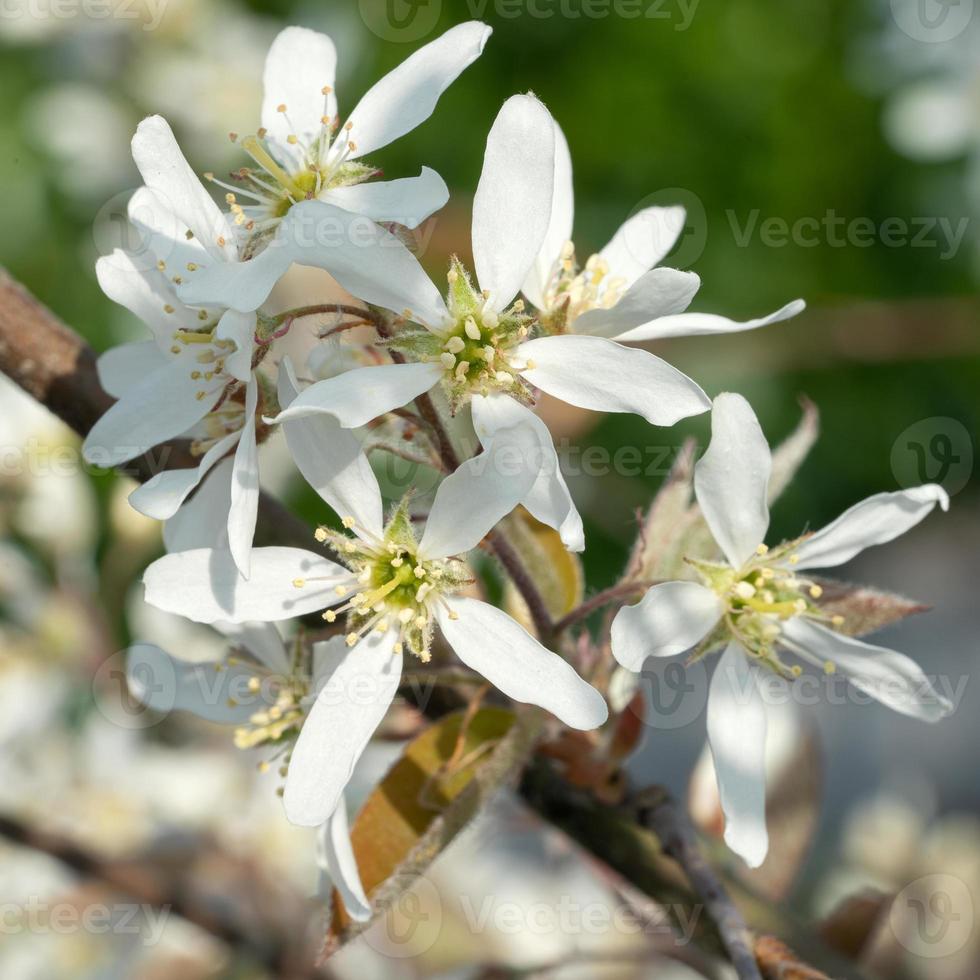 mûre, amelanchier lamarckii photo