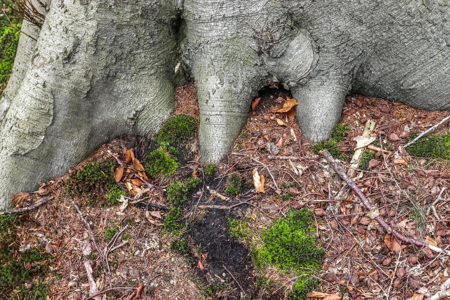 un vieux tronc d'arbre dans un environnement de paysage forestier européen photo