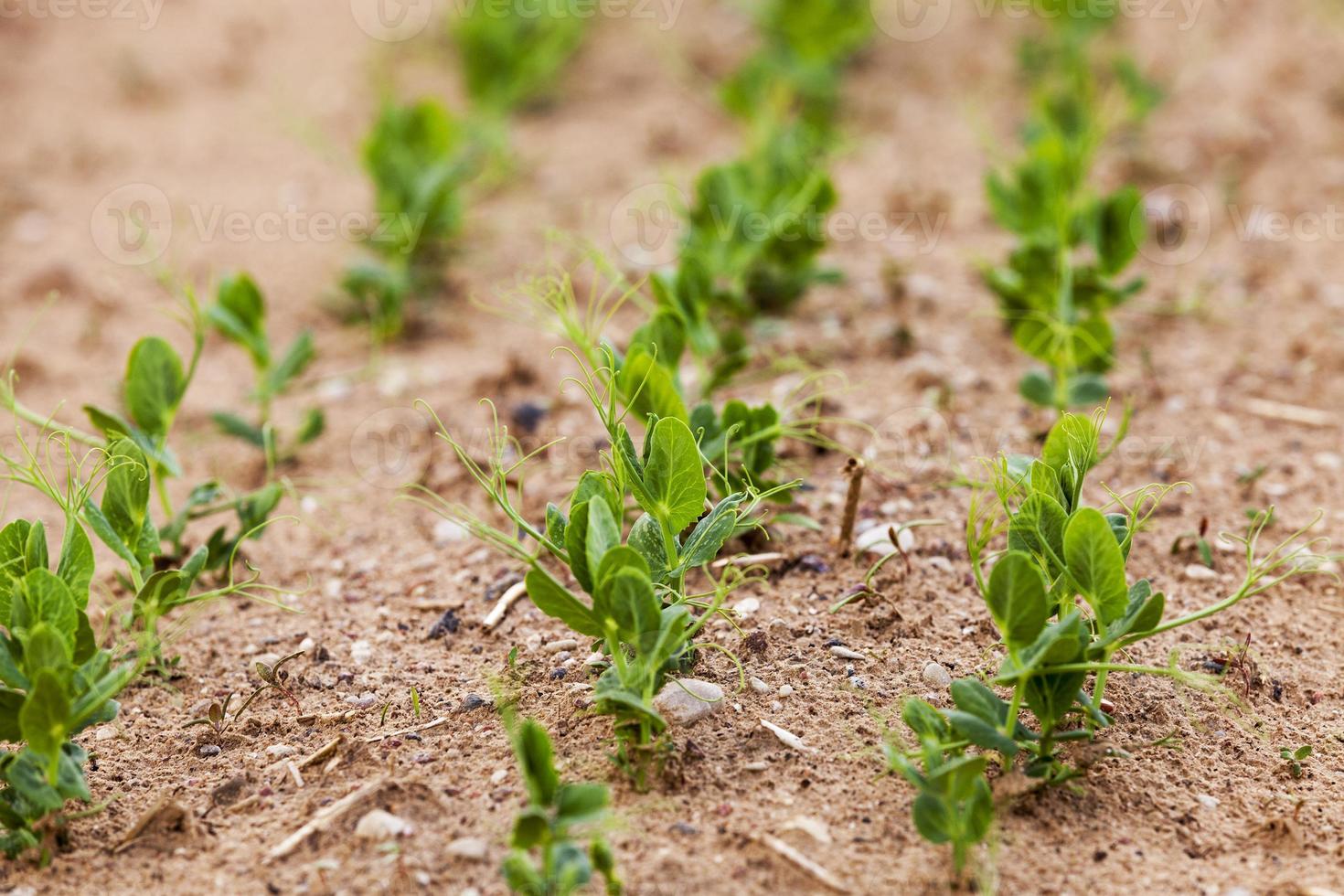 faire germer des pois verts photo