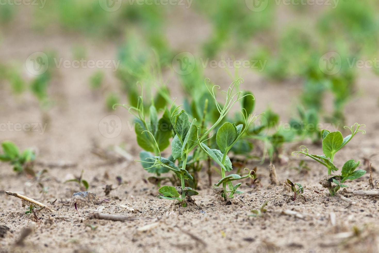 faire germer des pois verts photo