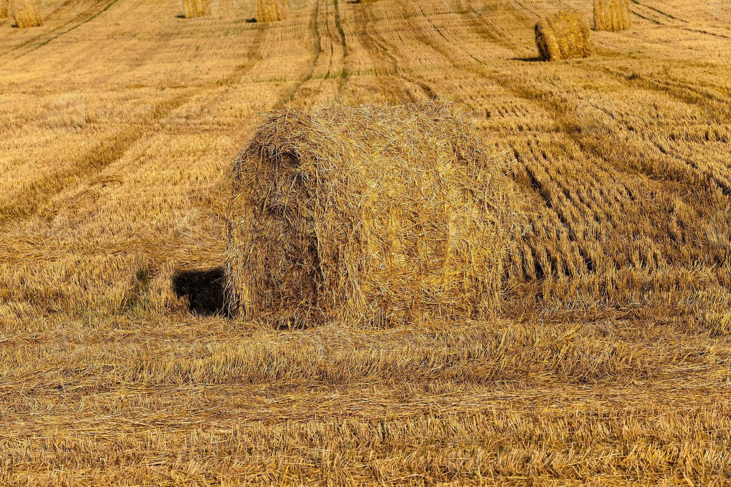 meules de foin paille , été photo