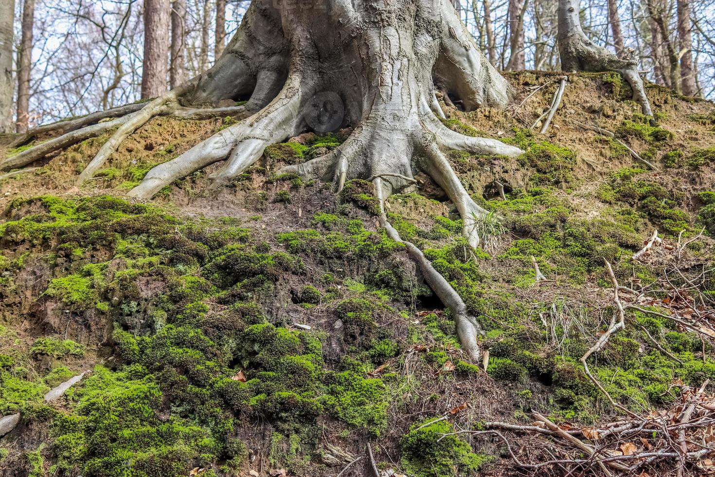 un vieux tronc d'arbre dans un environnement de paysage forestier européen photo