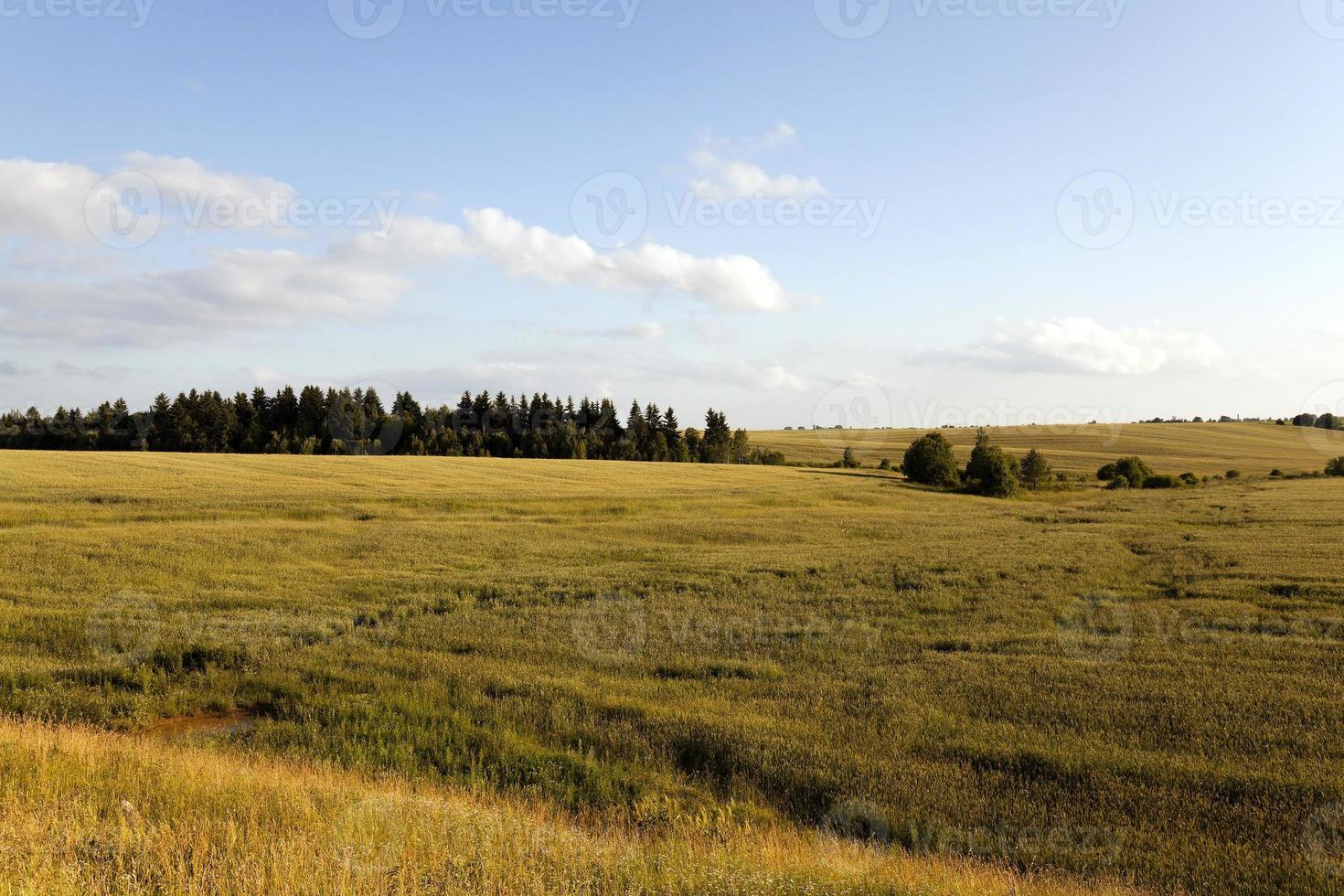 domaine agricole. des céréales photo