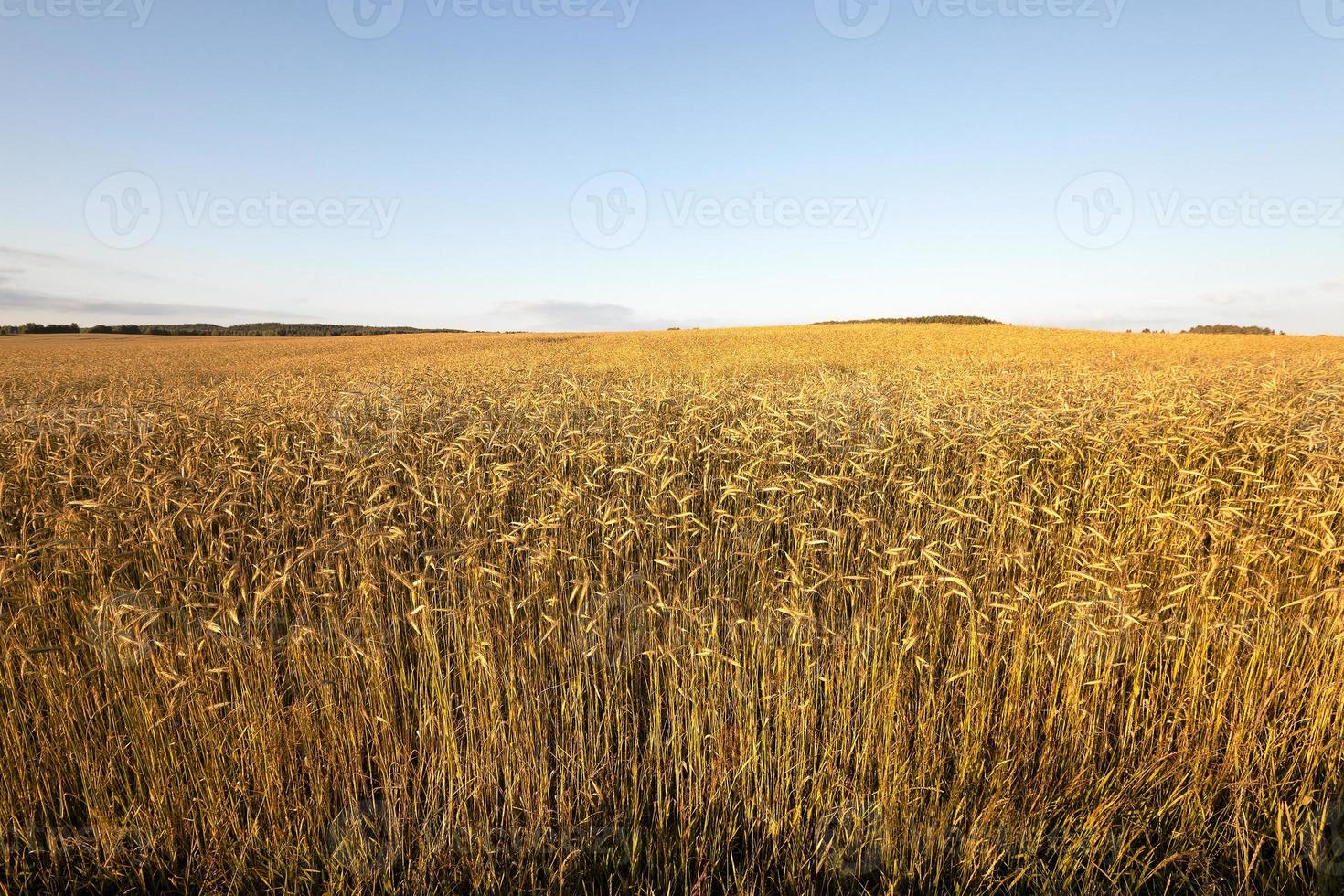 domaine agricole. des céréales photo