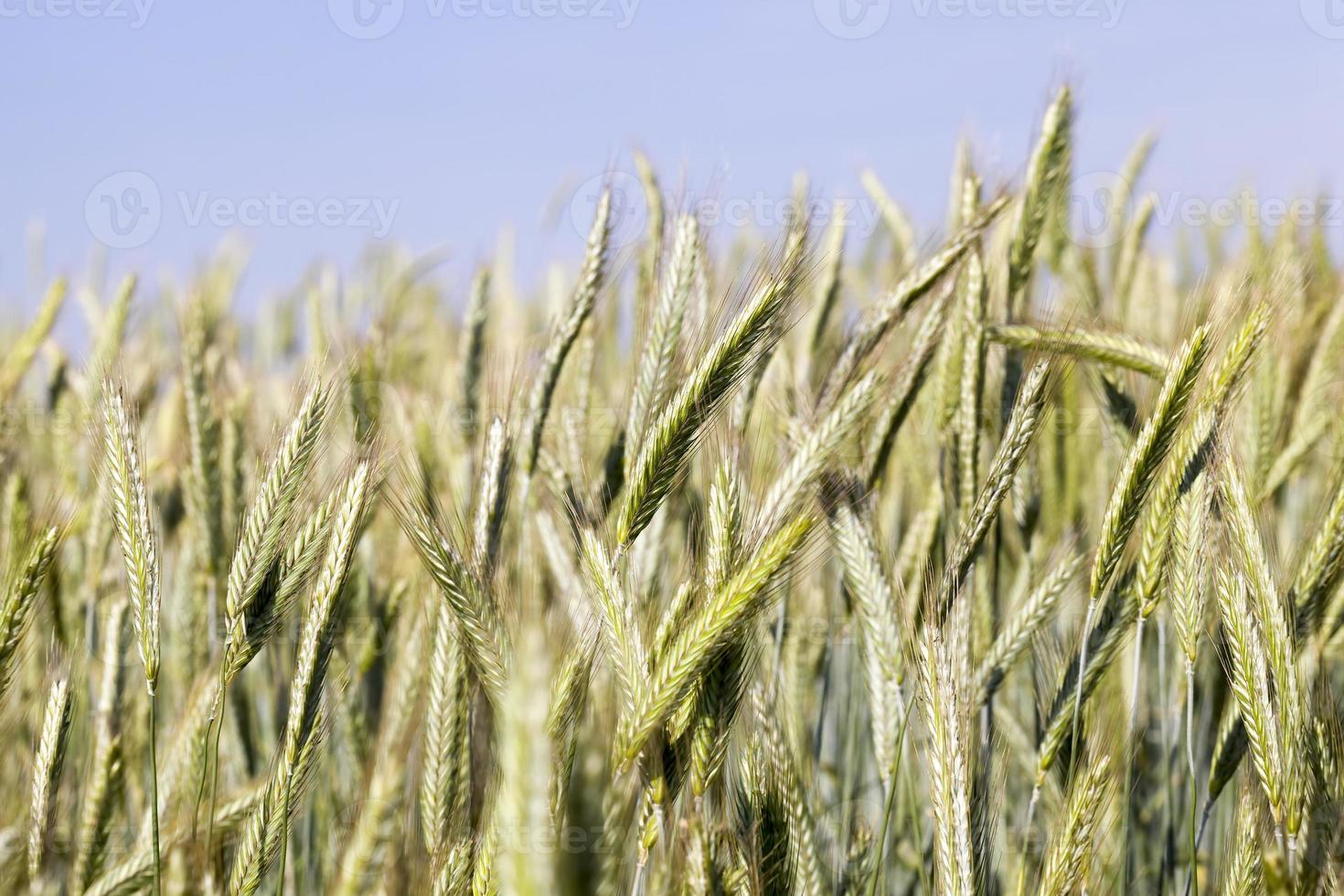 gros plan du seigle des cultures agricoles photo