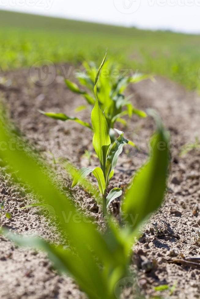 un champ agricole où l'on cultive du maïs photo